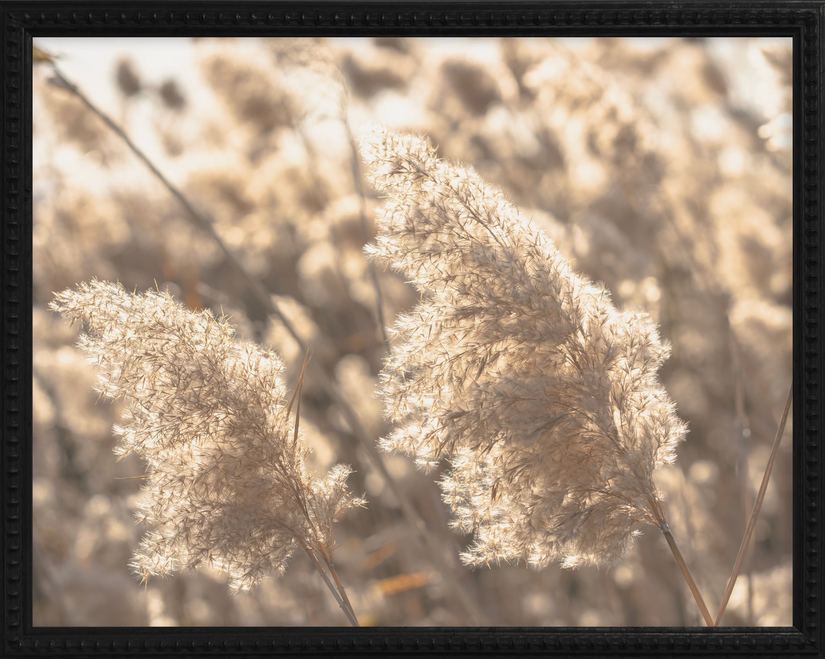 16x20 Black Bead Gallery Frame - Pampas Grass
