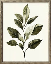 Load image into Gallery viewer, 16x20 Green Botanicals Silver Bead Gallery Frame
